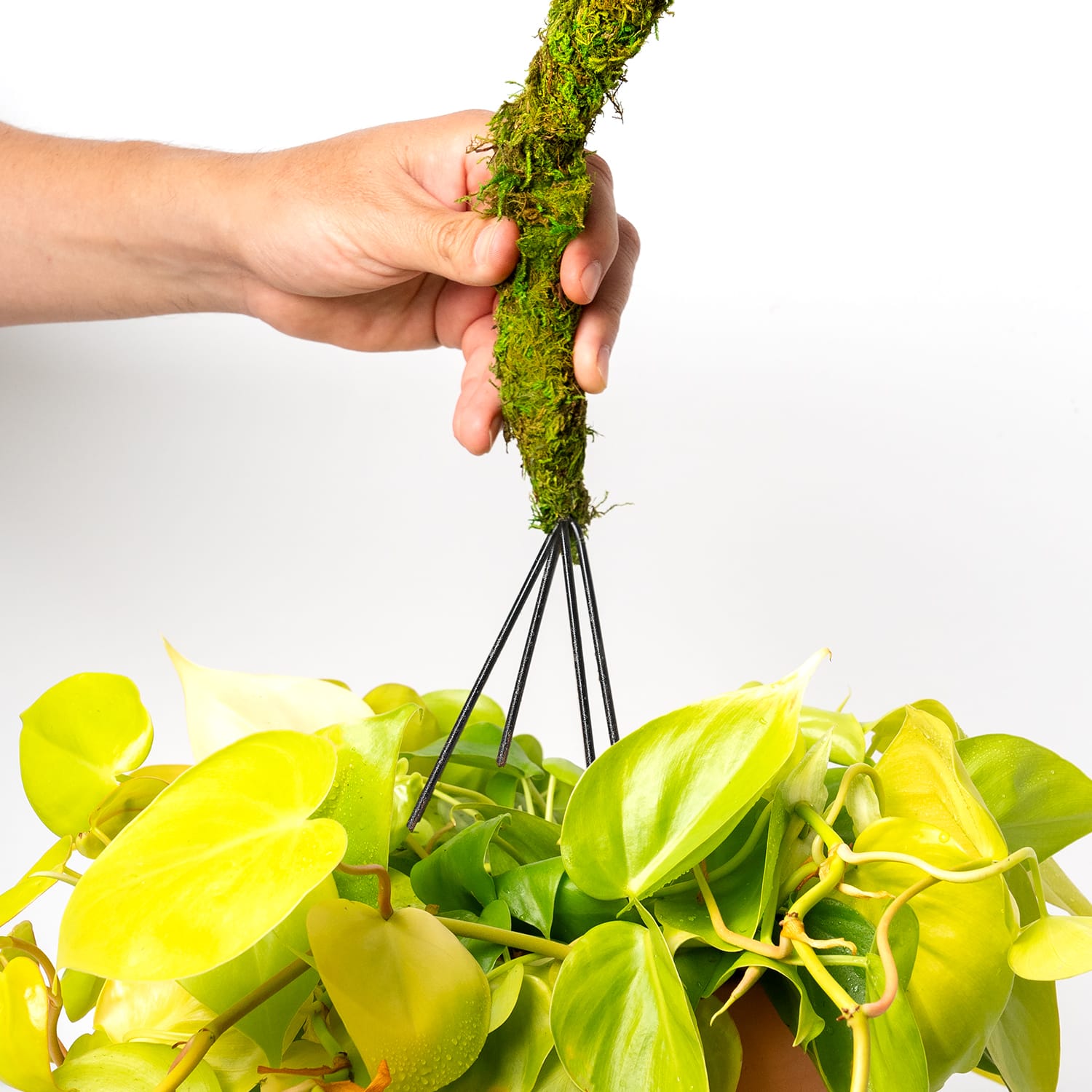 36" Bendable Moss Pole, 2ct. by Ashland® - Image 3