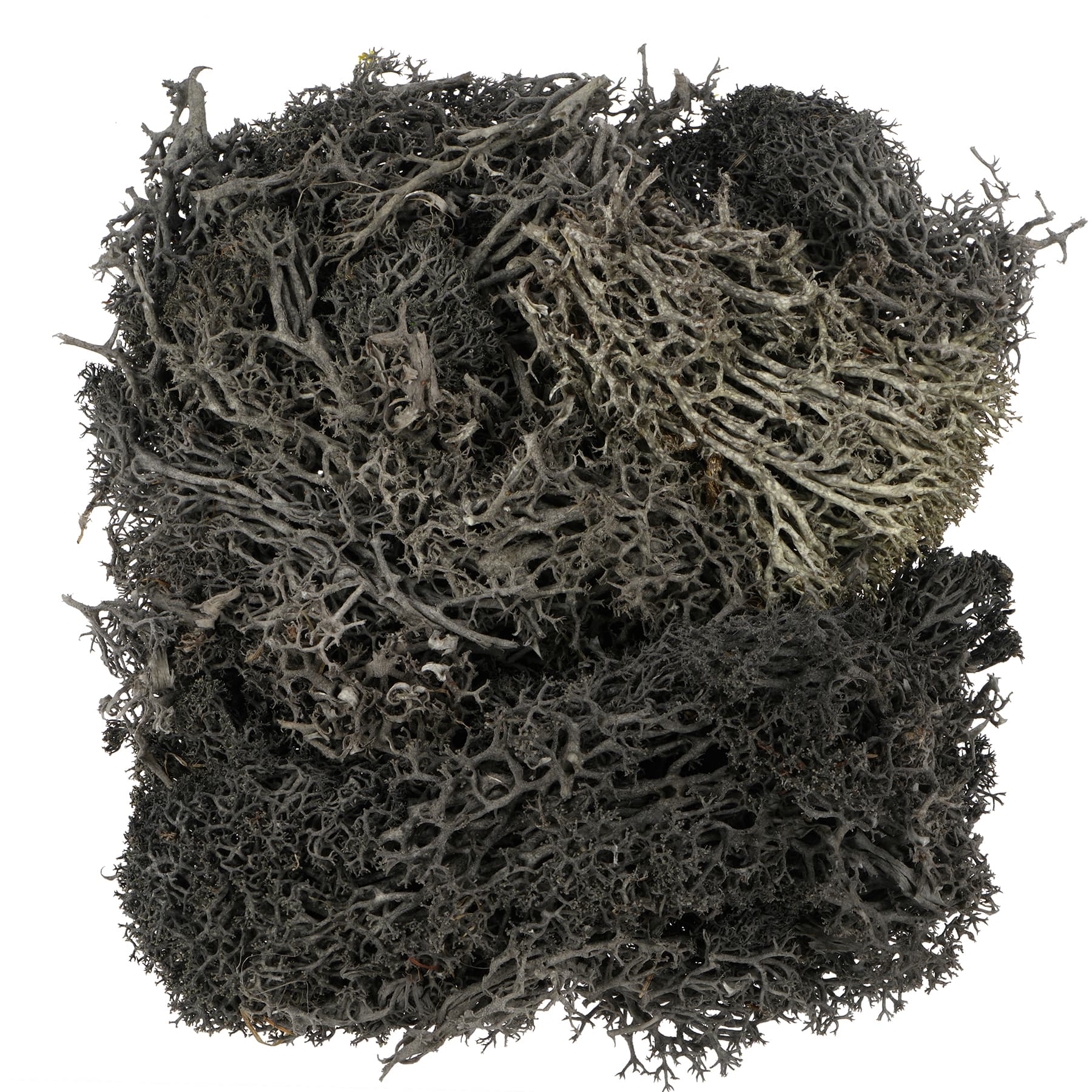 1.7oz. Halloween Moss by Ashland®