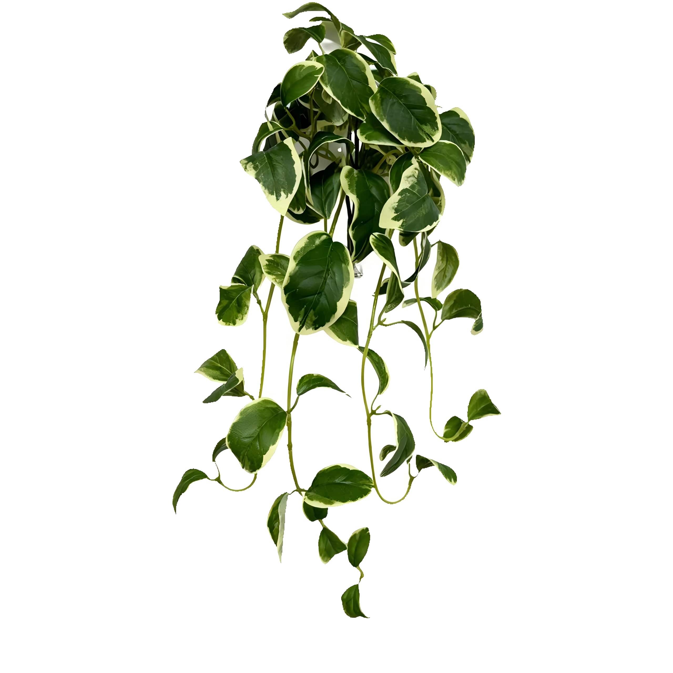 22" Variegated Hoya Bush by Ashland®
